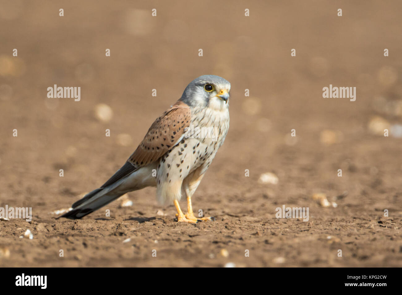 common kestrel (Falco tinnunculus) in grasslands of Pune Stock Photo