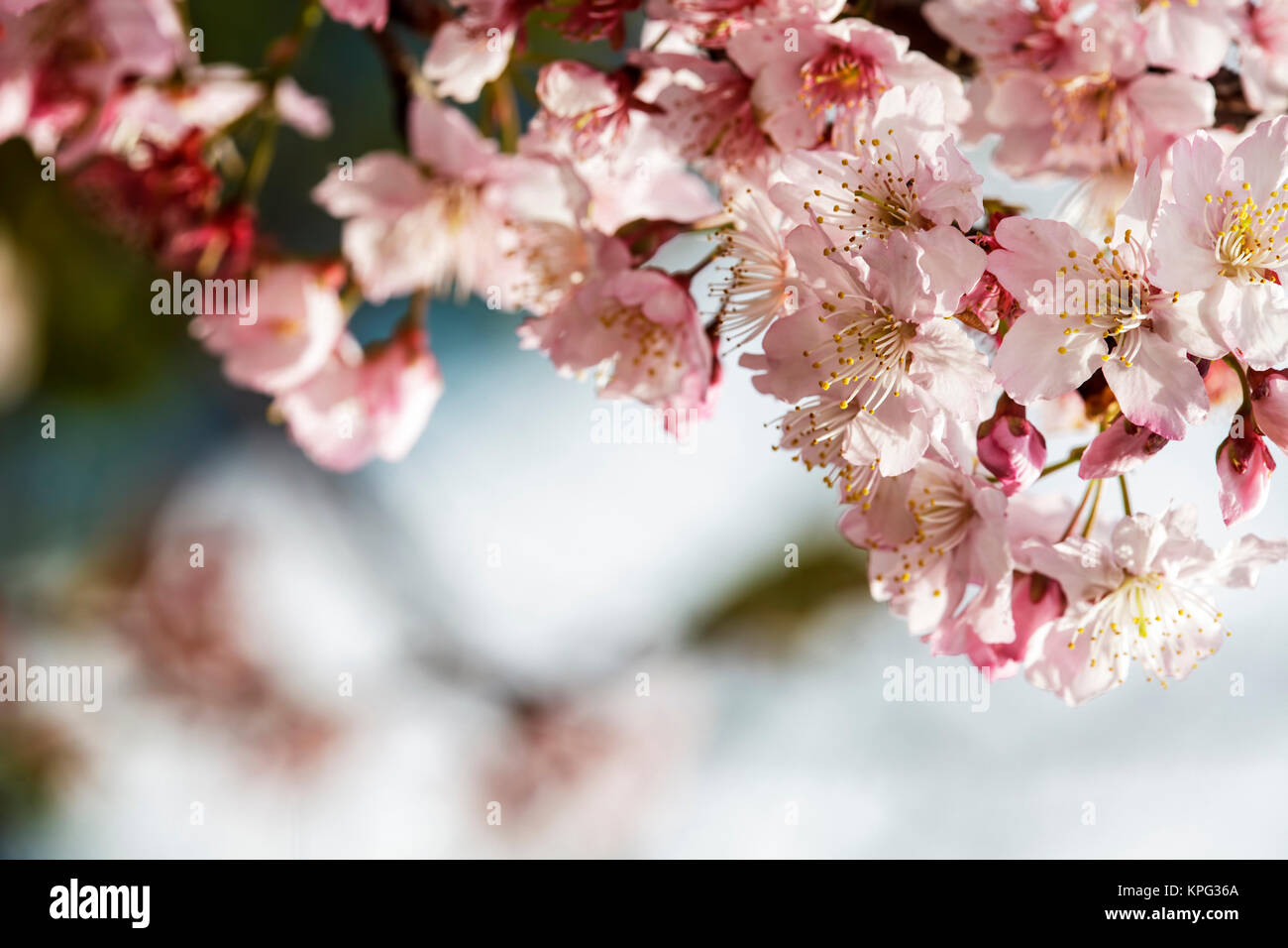 Sakura. Cherry Blossom in Taiwan. Beautiful Pink Flowers Stock Photo ...