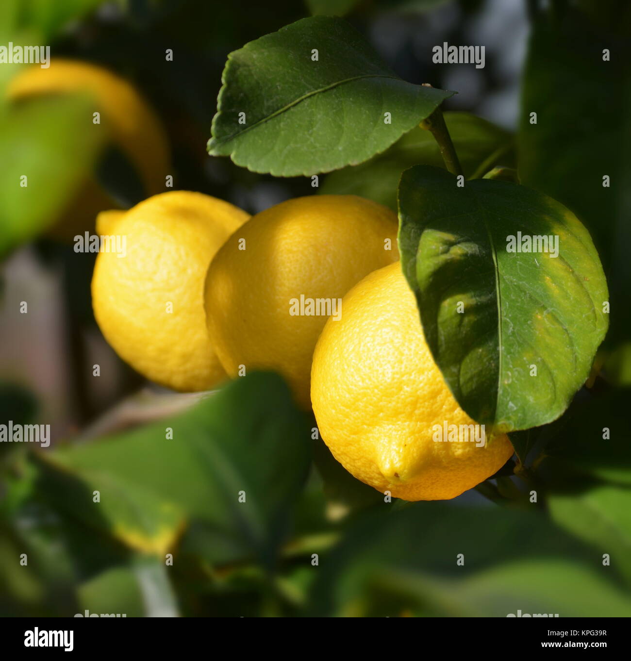 Lemon citrus fruit family rutaceae hi-res stock photography and images ...