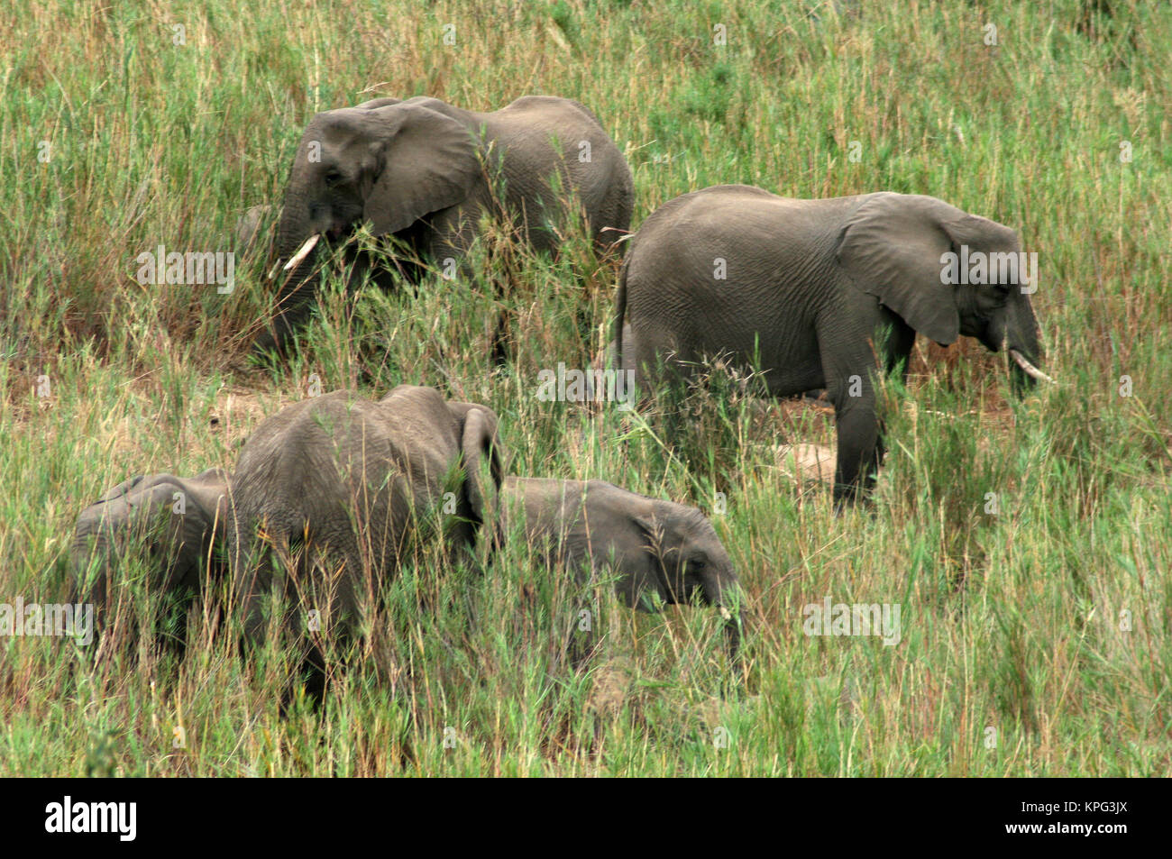 Kruger National Park, Marloth Park, herd of African elephants, adults and young, Loxodanta africana Stock Photo