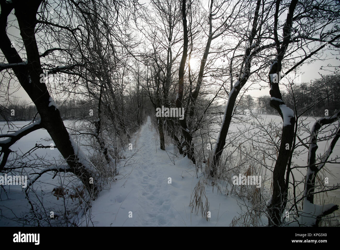 Pfad durch die Fischteiche bei Leiferde im Viehmoor im Winter Stock Photo