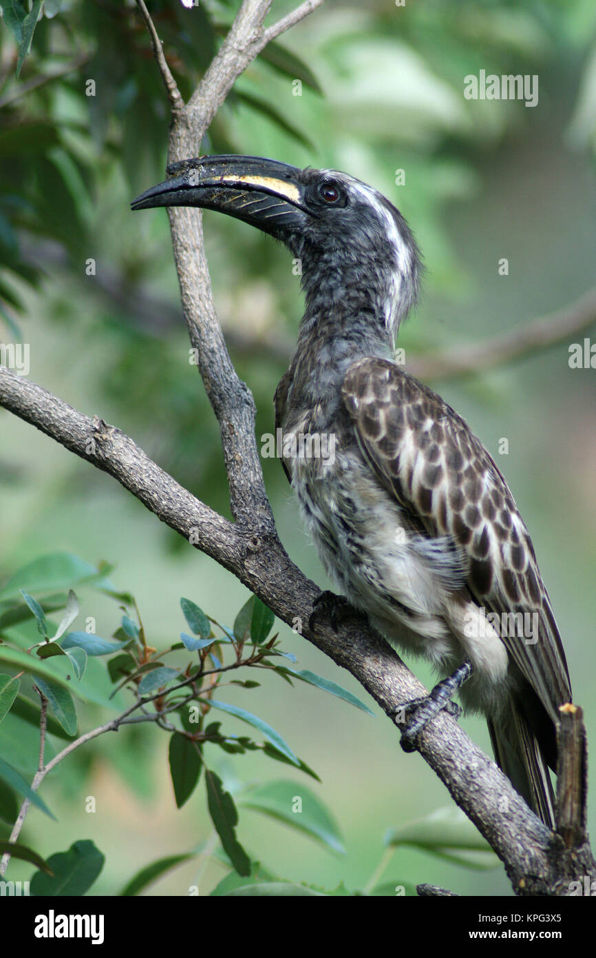 Mabalingwe, African grey hornbill sitting on a branch, Tockus nasutus Stock Photo