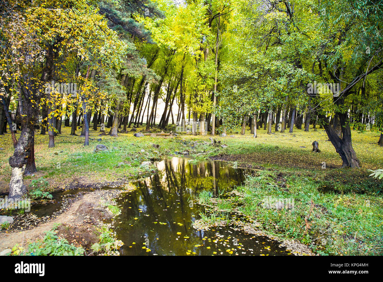 Stream running through the woods in Stepantsmida, Georgia, Europe. Stock Photo