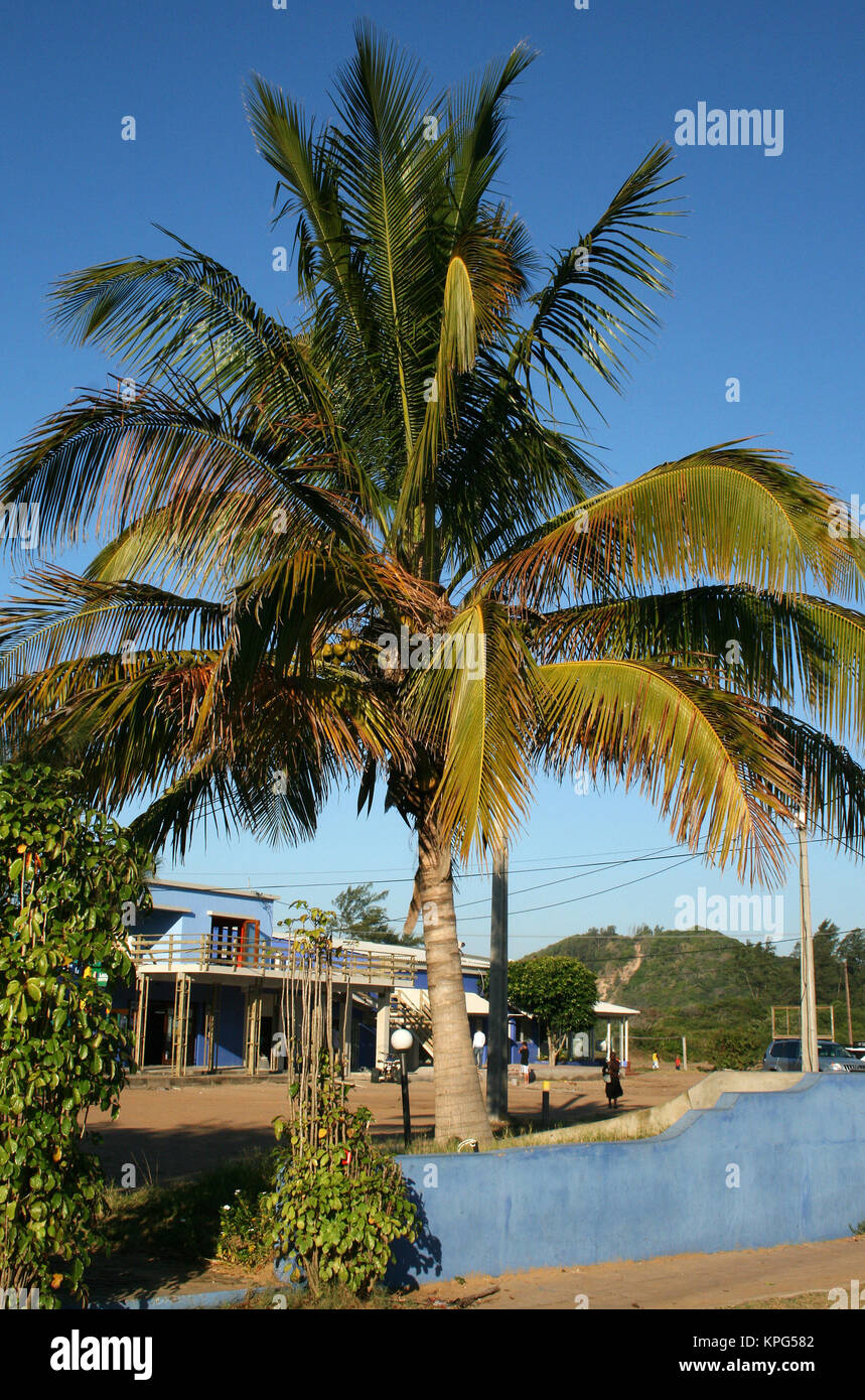 Maputo Tree Mozambique, large palm tree with shops in the background in Ponta Do ...