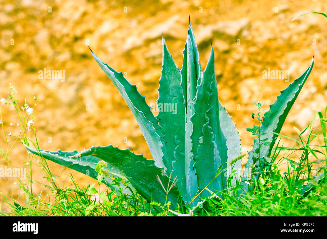 Blue agave plant with sword leaves Stock Photo Alamy