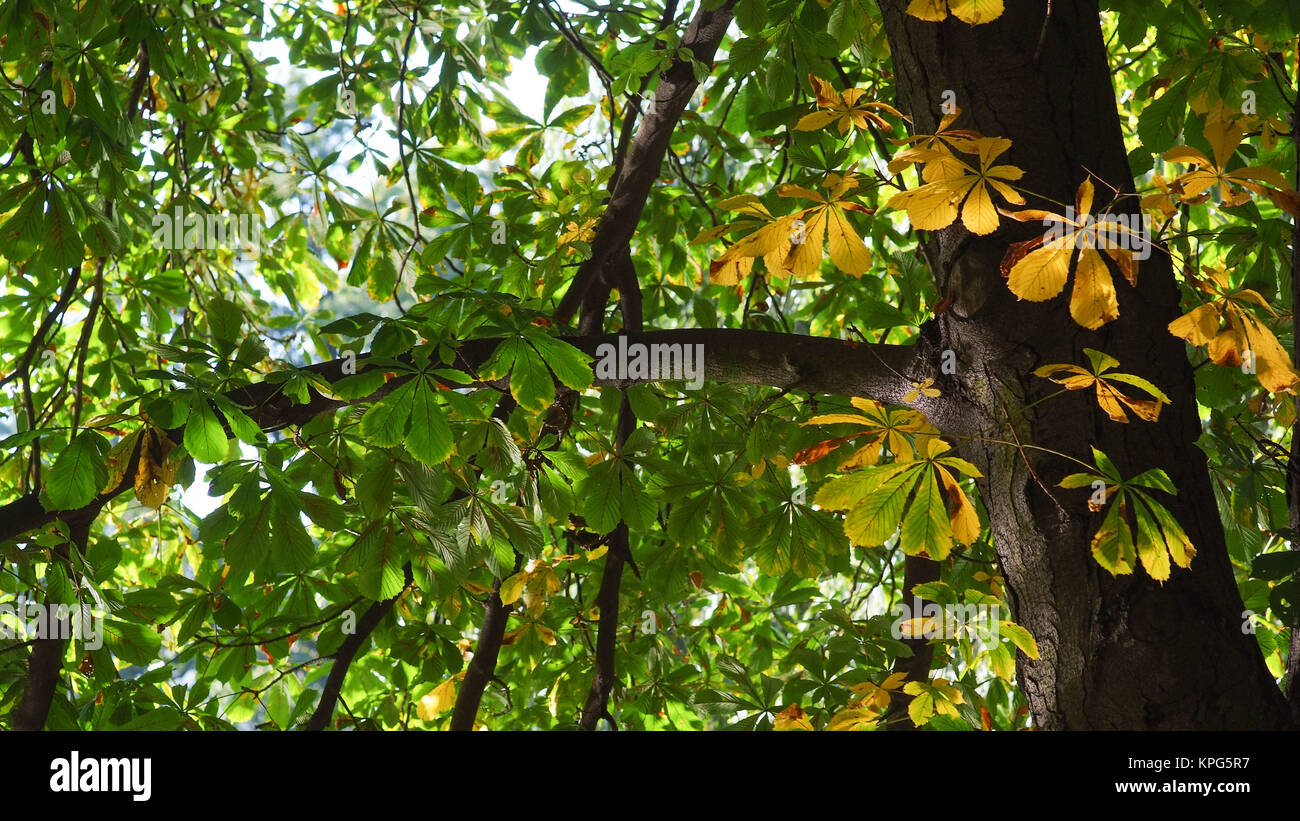 leaves autumn trees climatic warm colors Stock Photo - Alamy
