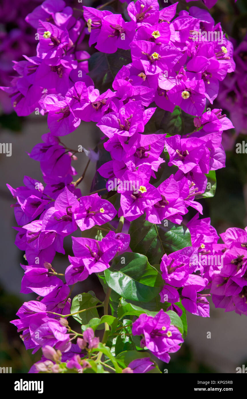 Bougainvillea Bloom Stock Photos & Bougainvillea Bloom Stock Images Alamy