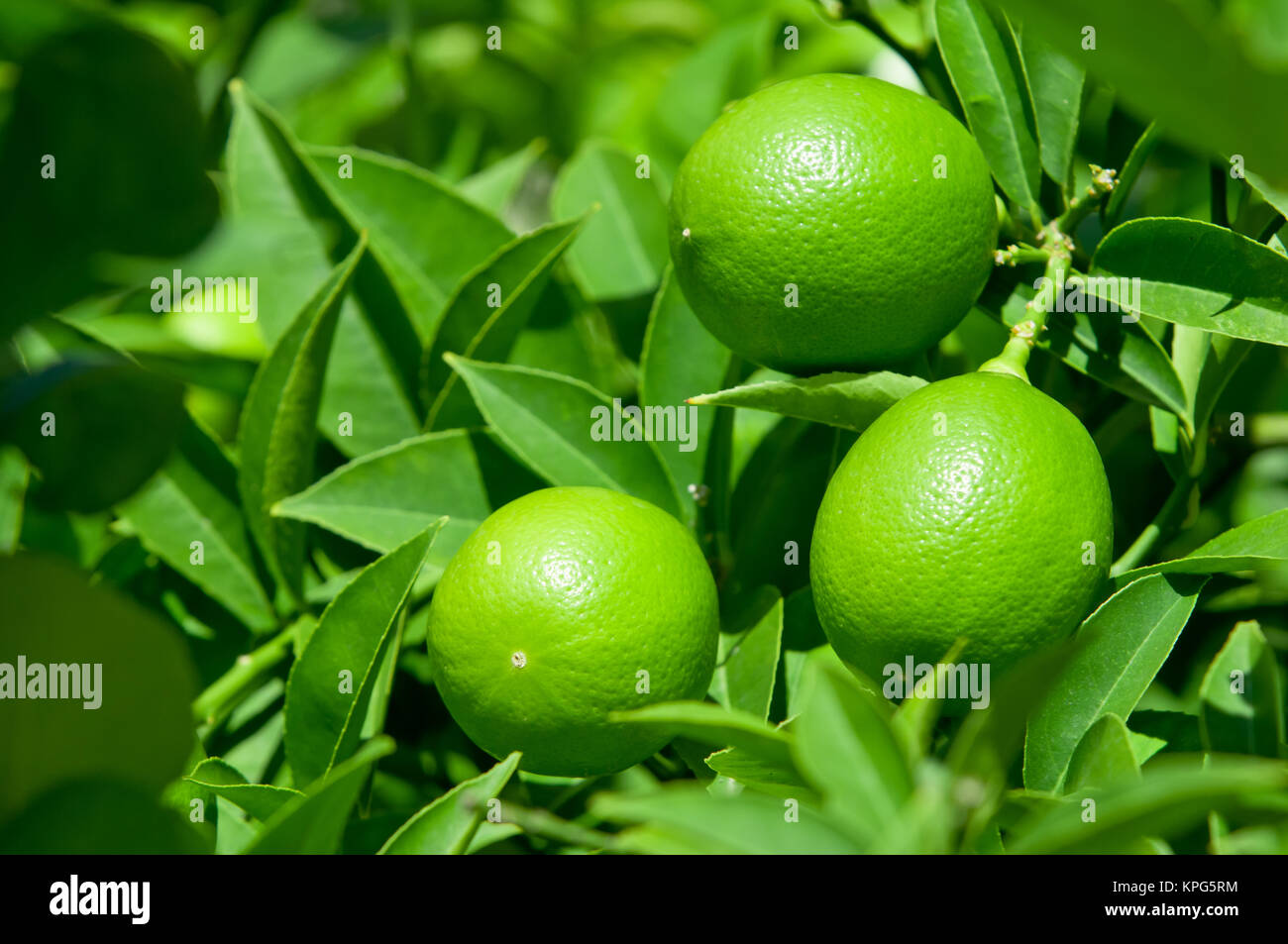 Green lemon on lemon tree with green leaves Stock Photo Alamy