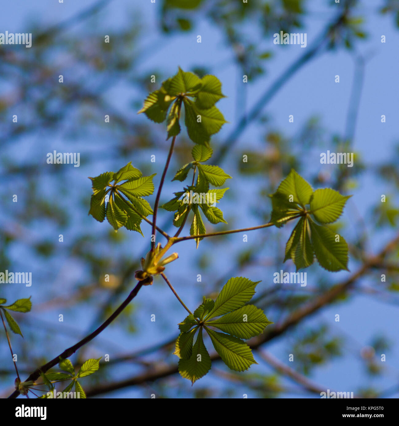 leaves autumn trees climatic warm colors Stock Photo - Alamy