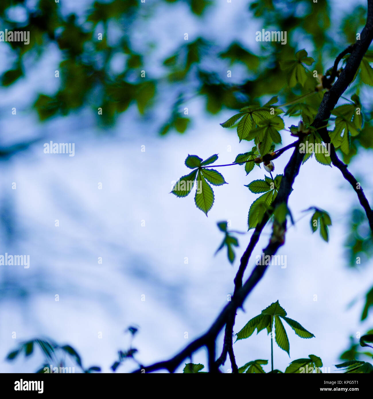 leaves autumn trees climatic warm colors Stock Photo - Alamy