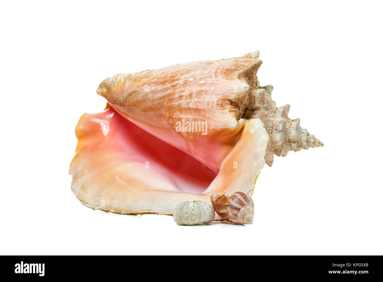 Queen conch, sea snail and fossil sea urchin skeleton isolated on white Stock Photo