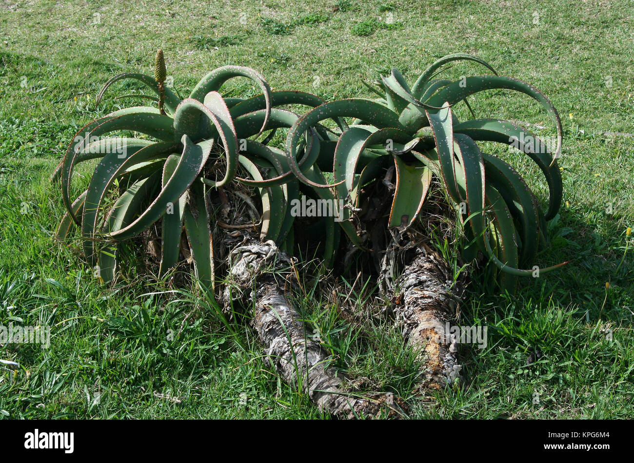 African aloe on the grass at Gonubie beach, East London, close-up Stock Photo