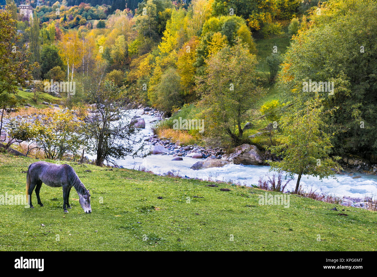 Horse on the meadow pasture in Mestia, Georgia,  Europe. Stock Photo