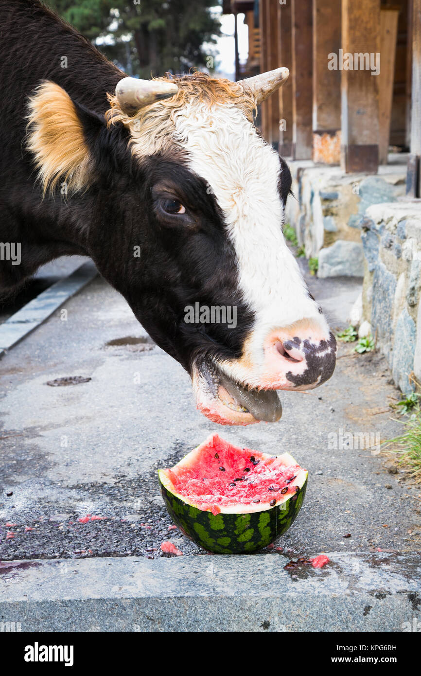 Cow Eating Watermelon On Street In Mestia Georgia Europe Stock Photo