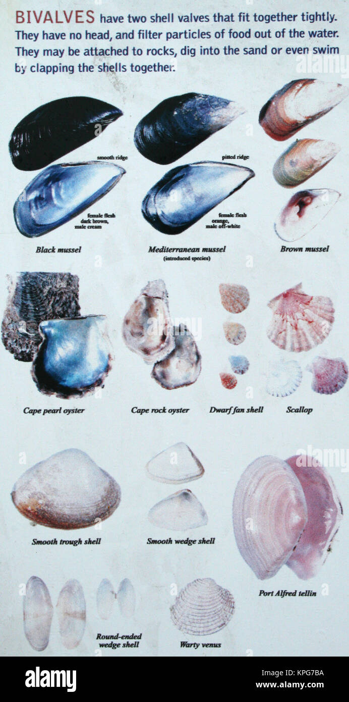 Sea shell information board at Gonubie Beach, East London Stock Photo