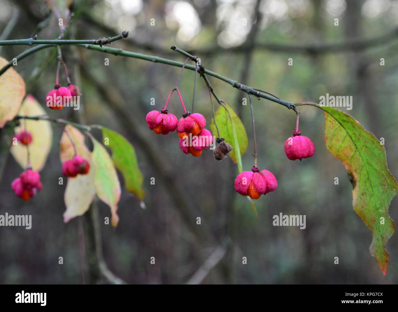 euonymus in winter Stock Photo