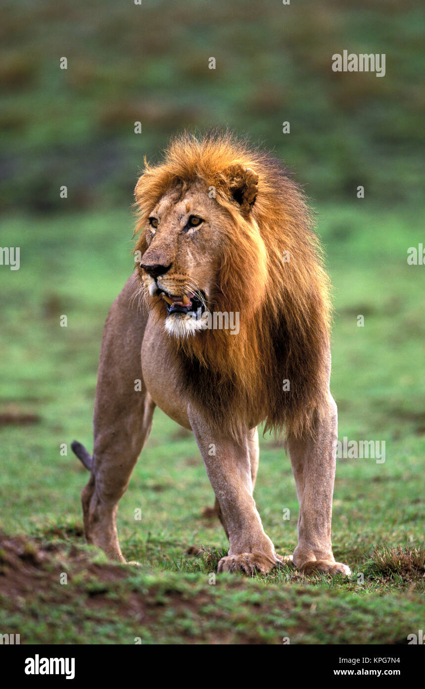 Kenya, Masai Mara Game Reserve. Adult male lion (Panthera leo) Stock Photo