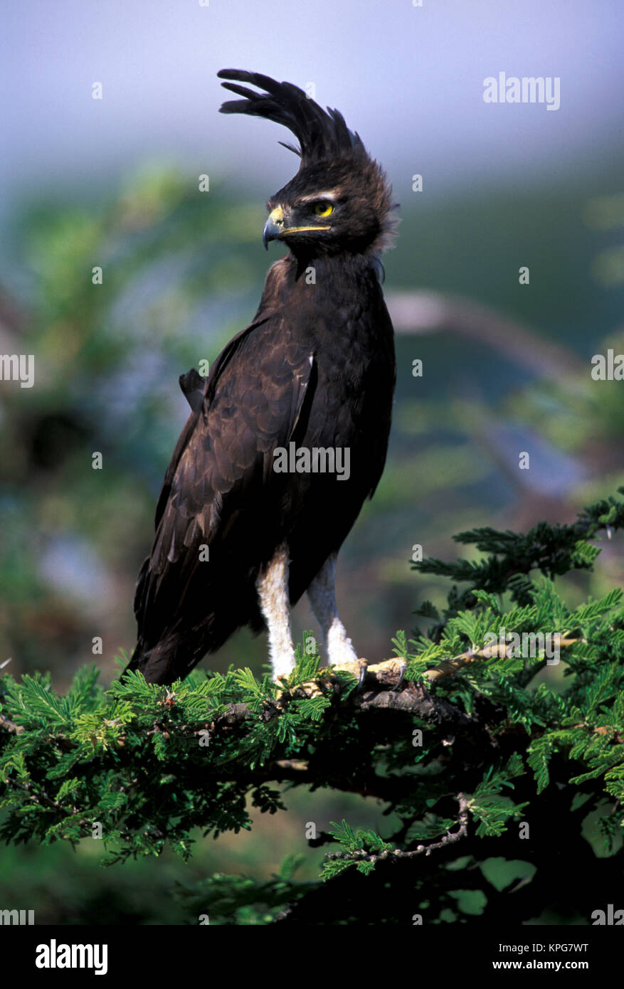 Kenya. Long-crested Eagle (lophaetus occipitalis) Stock Photo