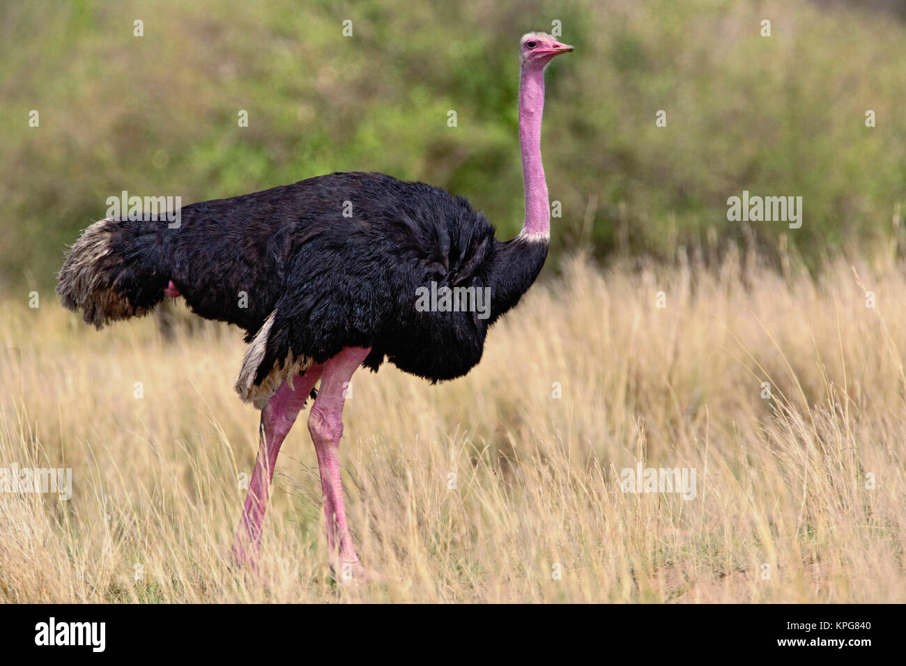 Male Ostrich in breeding plumage, Masai Mara Game Reserve, Kenya Stock Photo