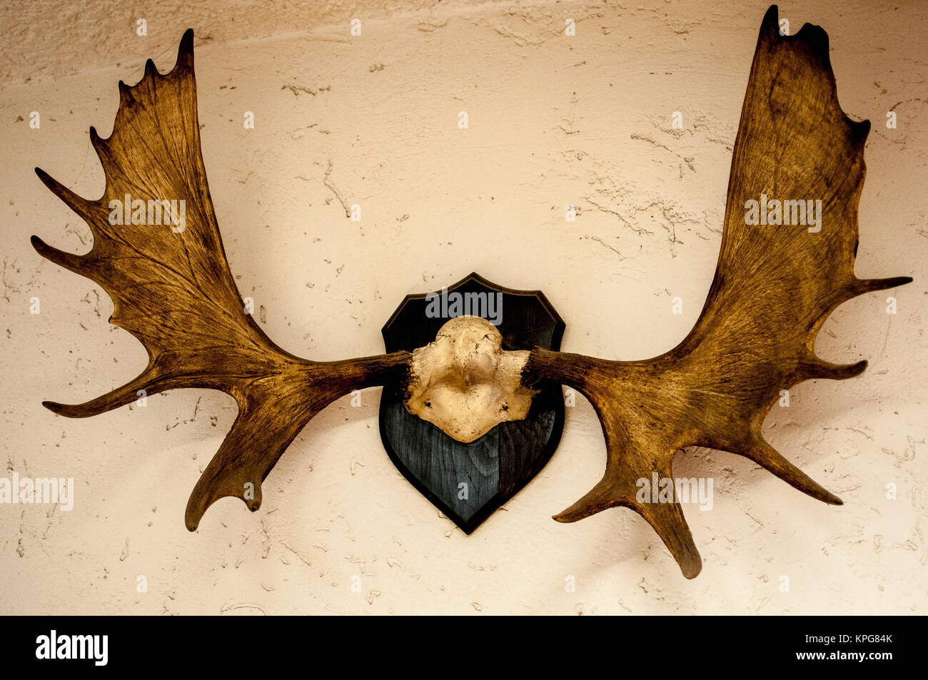hunting trophy, moose horns Stock Photo Alamy