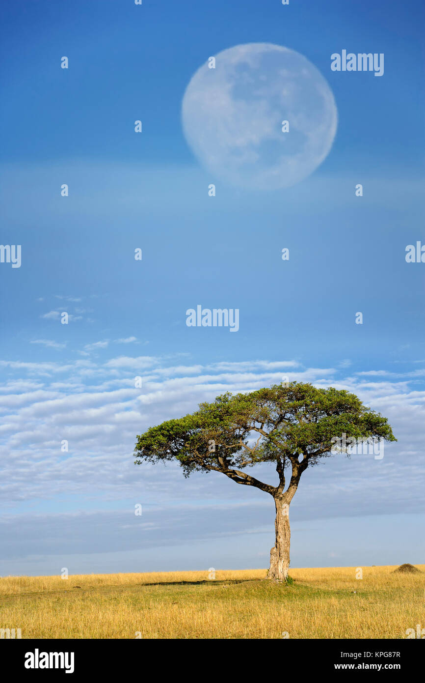 Umbrella Thorn Acacia, Acacia tortilis, and full moon, Masai Mara Game ...