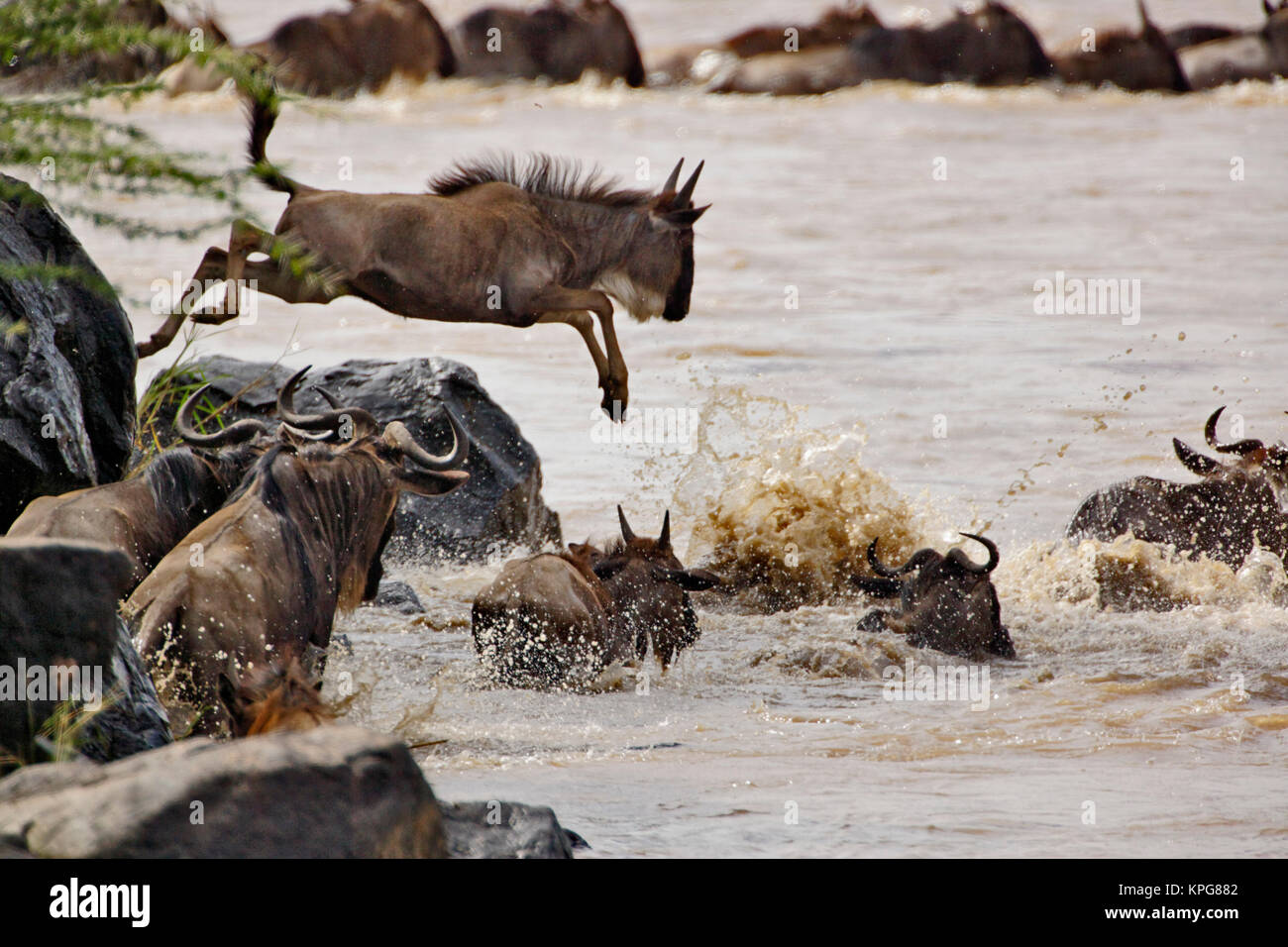 Wildebeest jumping into Mara River during migration, Masai Mara Game Reserve, Kenya Stock Photo