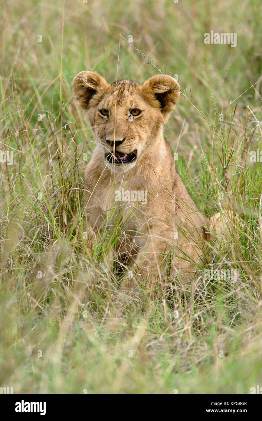 Lion cub, Panthera leo, Masai Mara Game Reserve, Kenya Stock Photo - Alamy