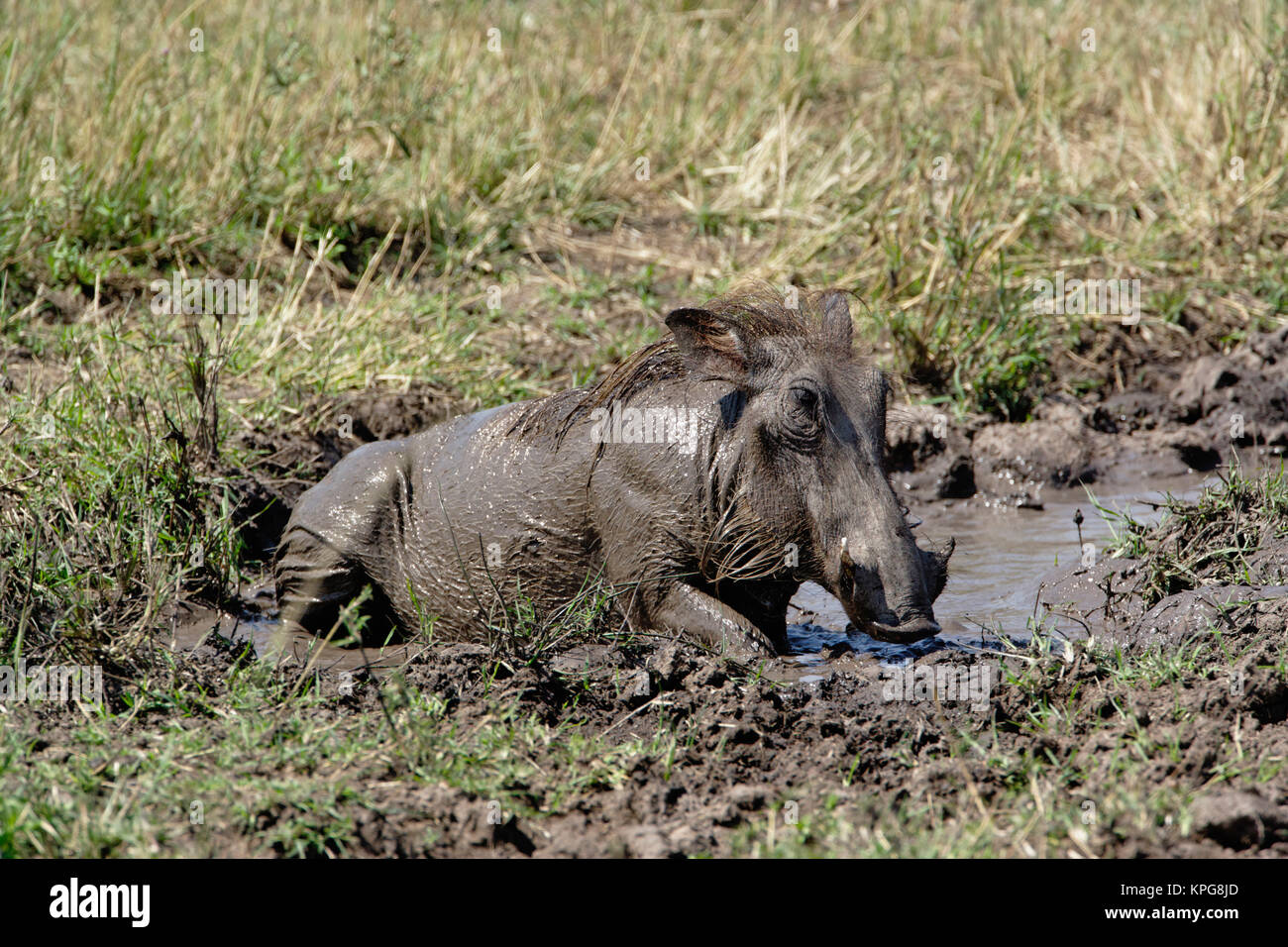 Aethiopicus hi-res stock photography and images - Alamy