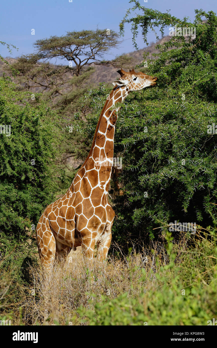 Reticulated Giraffe, Giraffe camelopardalis reticulata, Samburu Game Reserve, Kenya Stock Photo