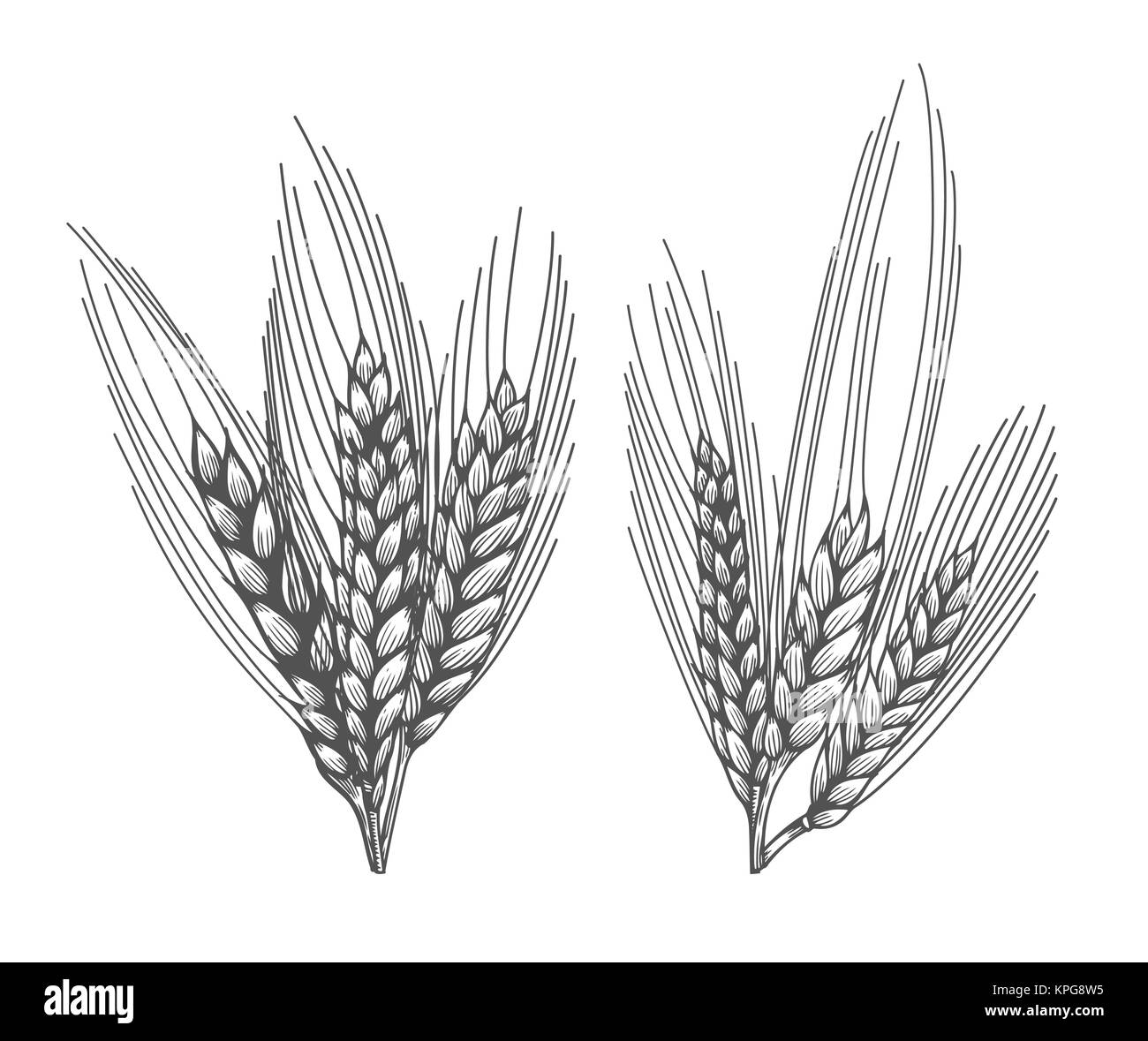 Wheat bread ears sketch hand drawn vector illustration. Isolated on ...