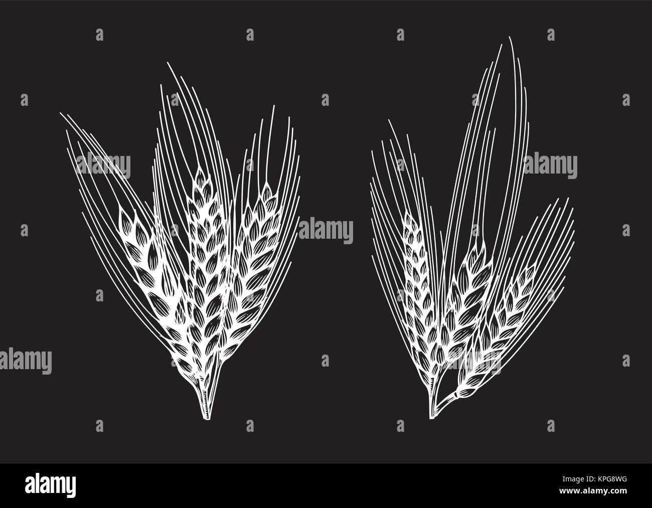 Wheat bread ears sketch hand drawn vector illustration. Isolated on ...