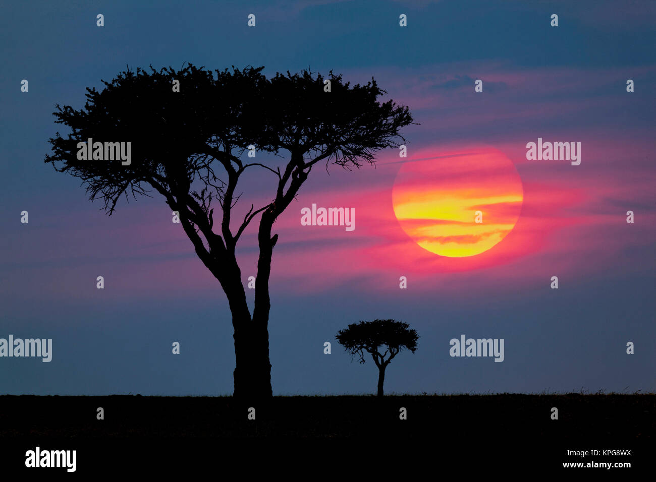 Trees on plains of Maasai Mara, Kenya Stock Photo - Alamy