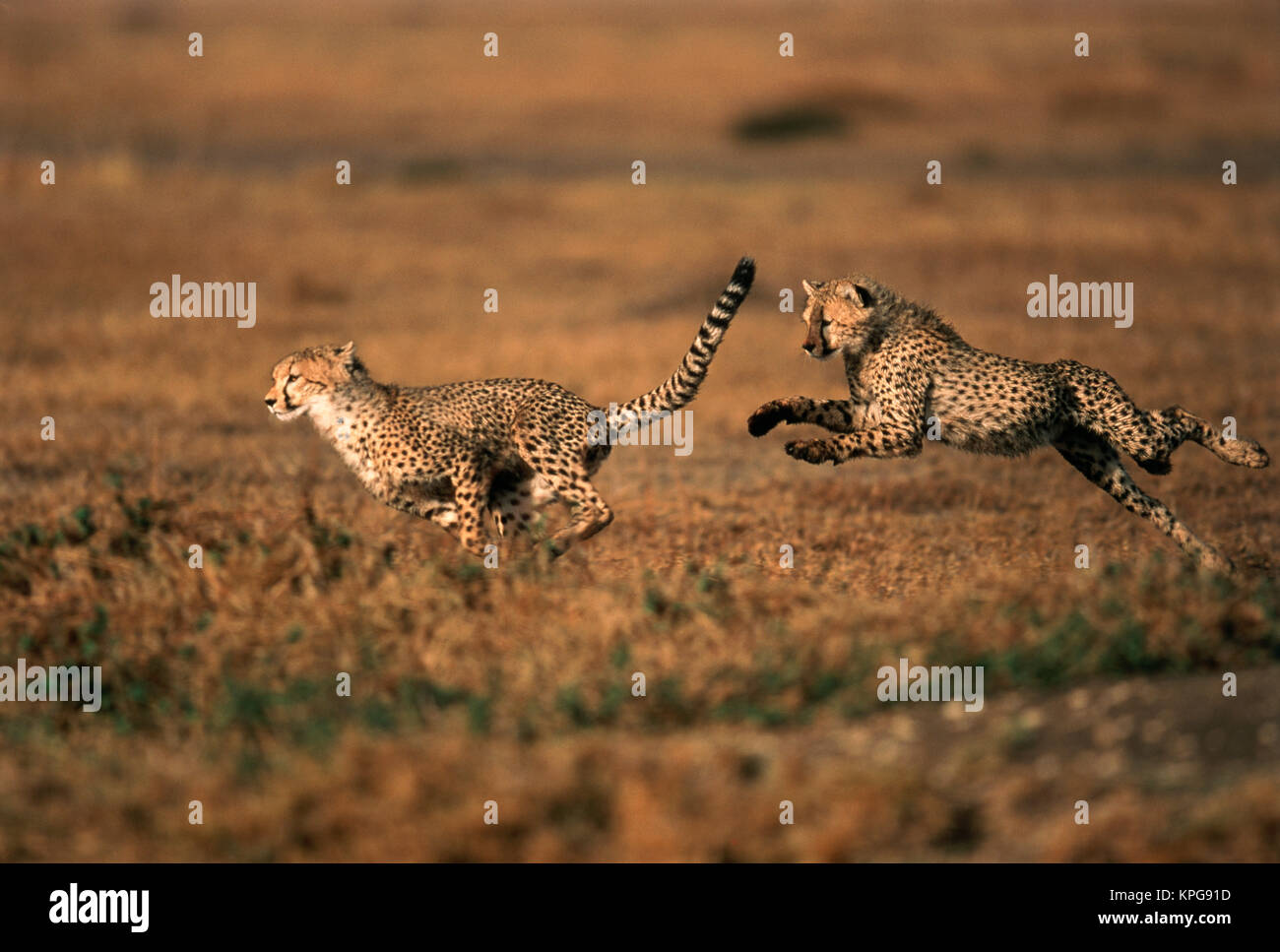 Cheetah jumping running animal hi-res stock photography and images - Alamy Cheetah jumping running animal hi-res stock photography and images - Alamy