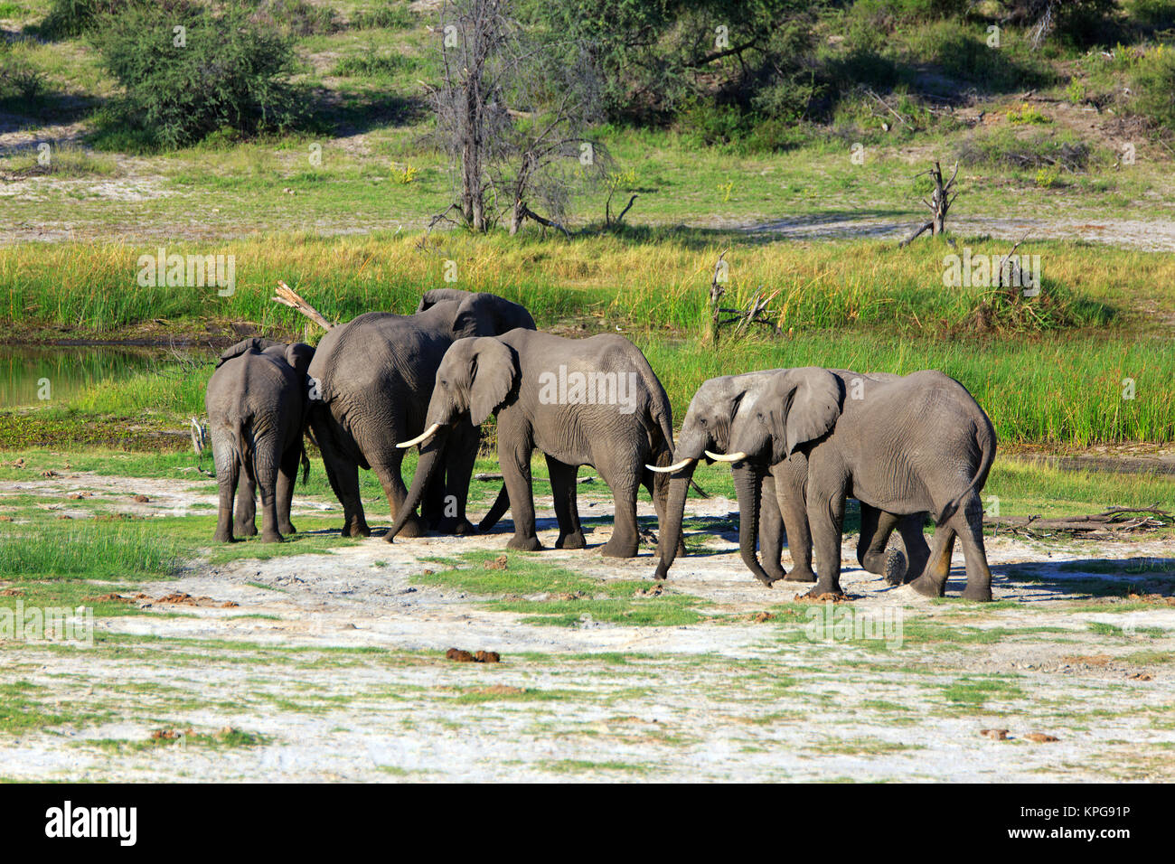 Elefantenherde Hi res Stock Photography And Images Alamy elefantenherde-hi-res-stock-photography-and-images-alamy