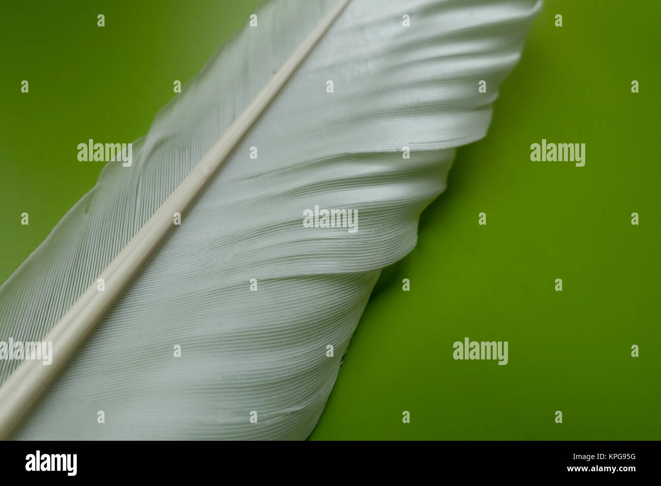 white bird feather on green background Stock Photo