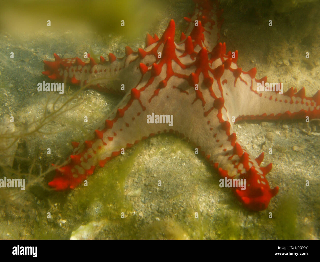 Red Knobbed Starfish Stock Photo - Alamy