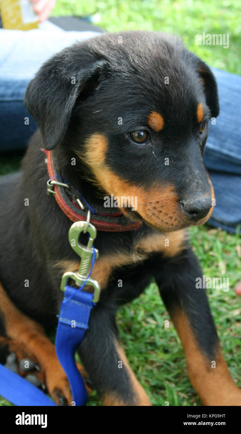 Rottweilers hi-res stock photography and images - Alamy