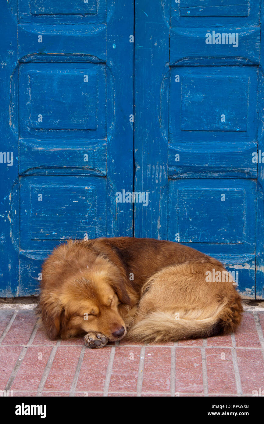 Why Do Dogs Sleep By Doors