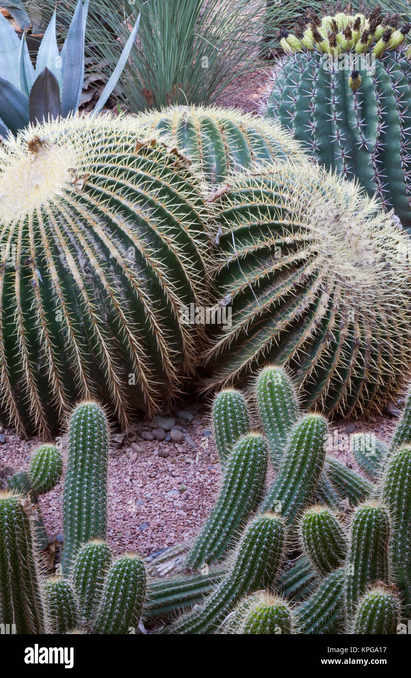 Cactus garden, Marrakech, Morocco Stock Photo - Alamy