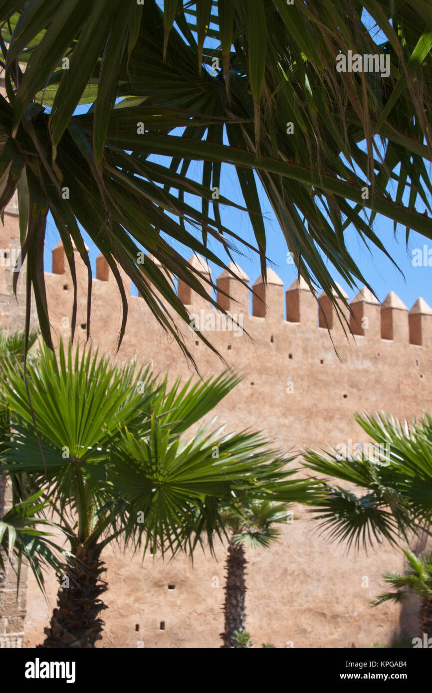 Trees Rabat Palm trees and medina wall, Rabat, Morocco Stock Photo - Alamy