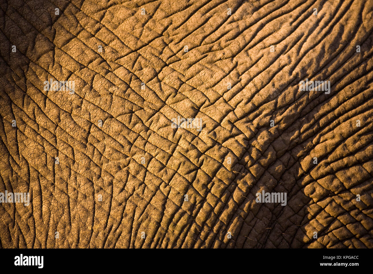 African Elephant (Loxodonta africana), Arathusa Safari Lodge, Sabi Sand Reserve, Mpumalanga, South Africa Stock Photo