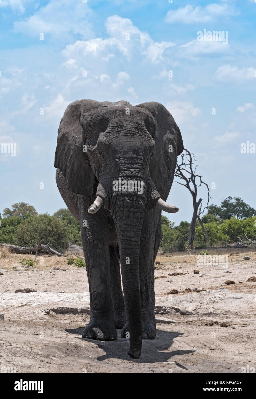 Elephant Bull at a waterhole in Chobe National Park, Botswana Stock Photo