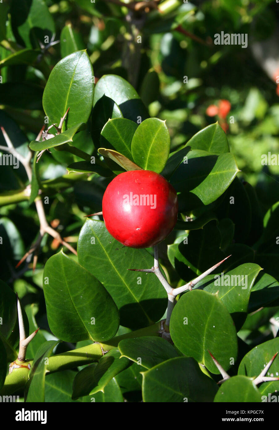 Close-up of the Natal Plum, shrub, Hermanus, South Africa Stock Photo