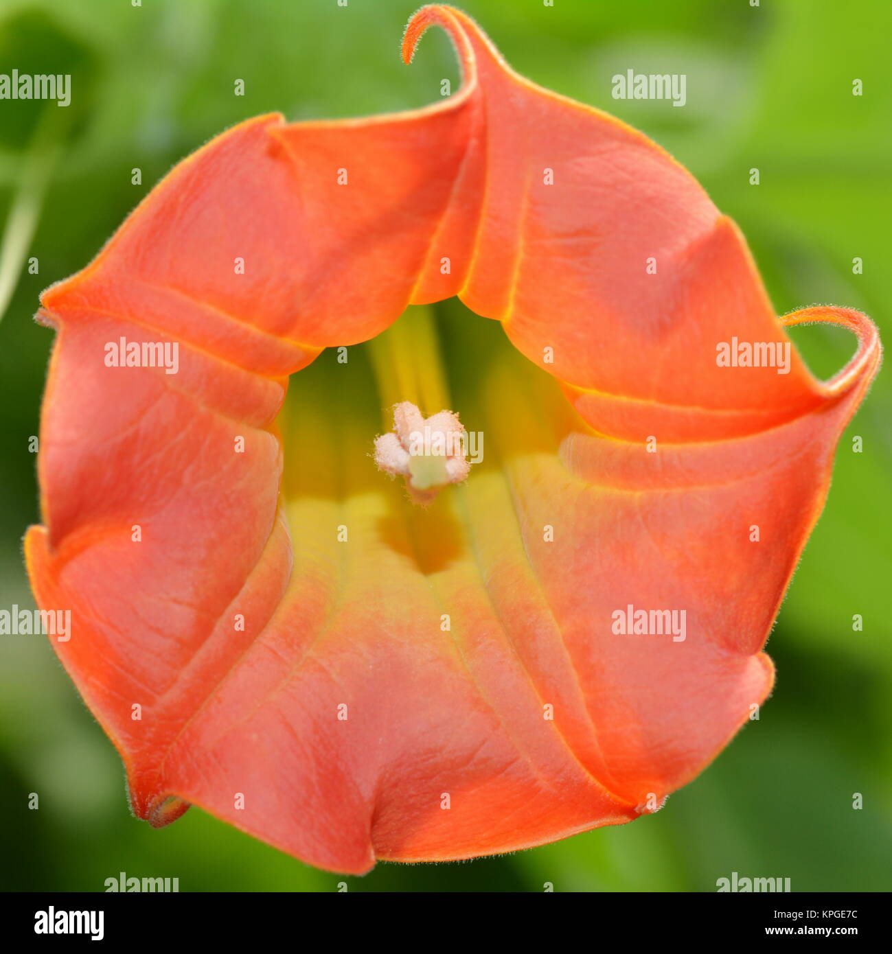 Red Angel's Trumpet Stock Photo Alamy