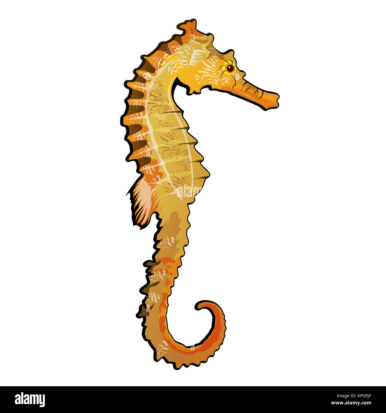Sea Horse Illustration Stock Photo Alamy