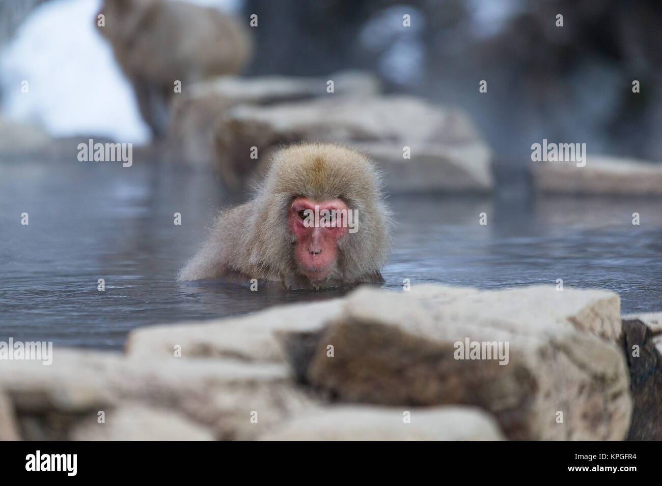 Snow monkey in hotspring Stock Photo - Alamy