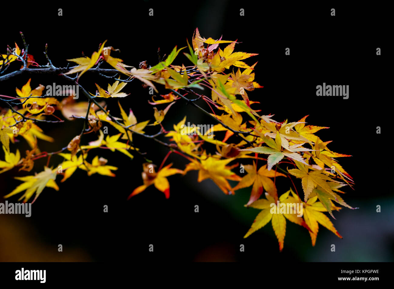 the change concept : Maple leaf on the tree when the leaves change ...