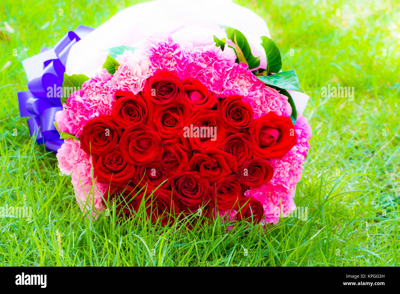 red rose on green grass Stock Photo Alamy