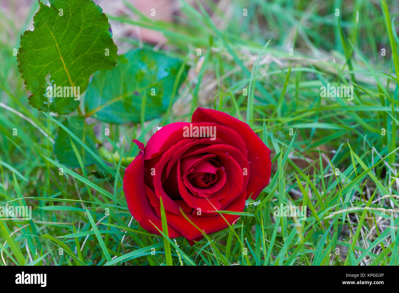 red rose on green grass Stock Photo Alamy