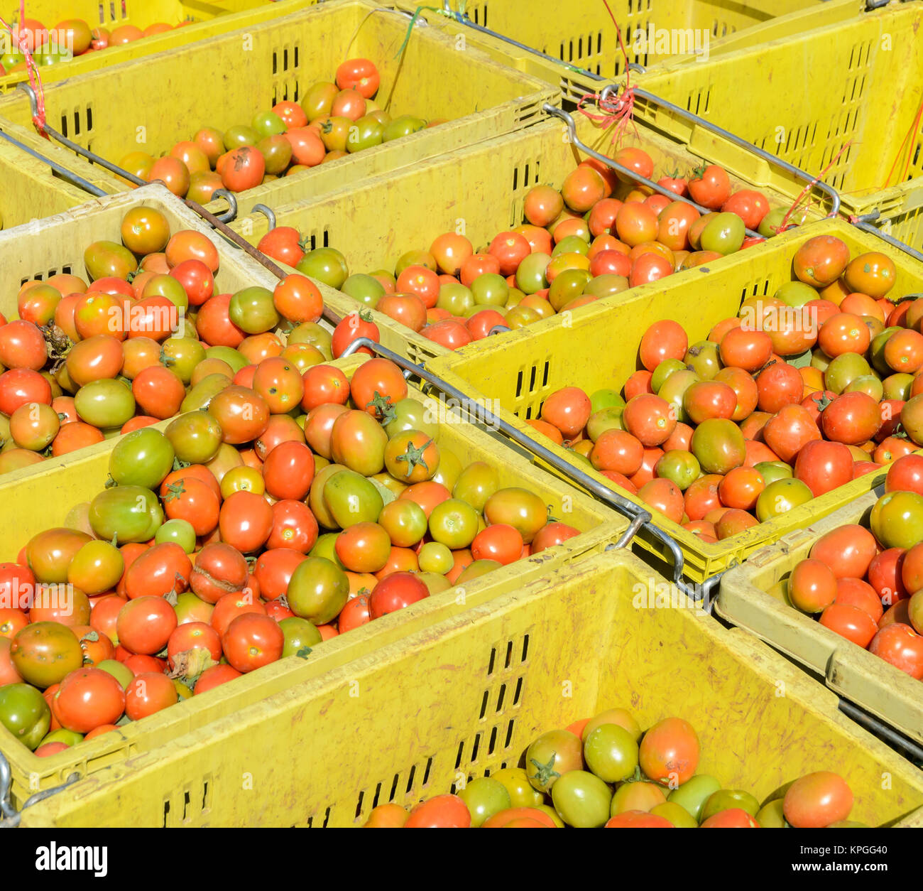 Cherry tomatoes in plastic baskets Stock Photo - Alamy